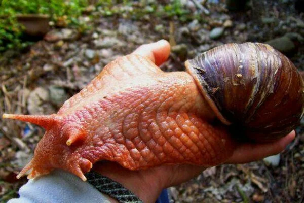 wpid v3R1hac 1 LADIES & GENTS: THE WORLD’S LARGEST SNAIL. YOURE WELCOME (PHOTOS)