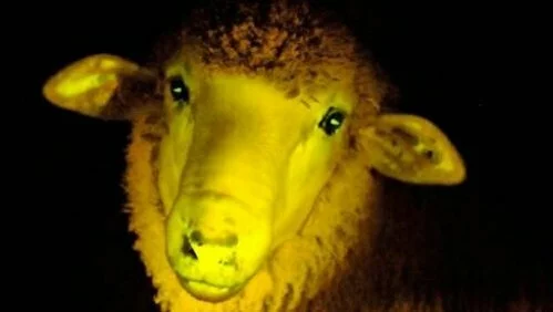  FLORESCENT SHEEP BORN IN URUGUAY (PHOTOS)